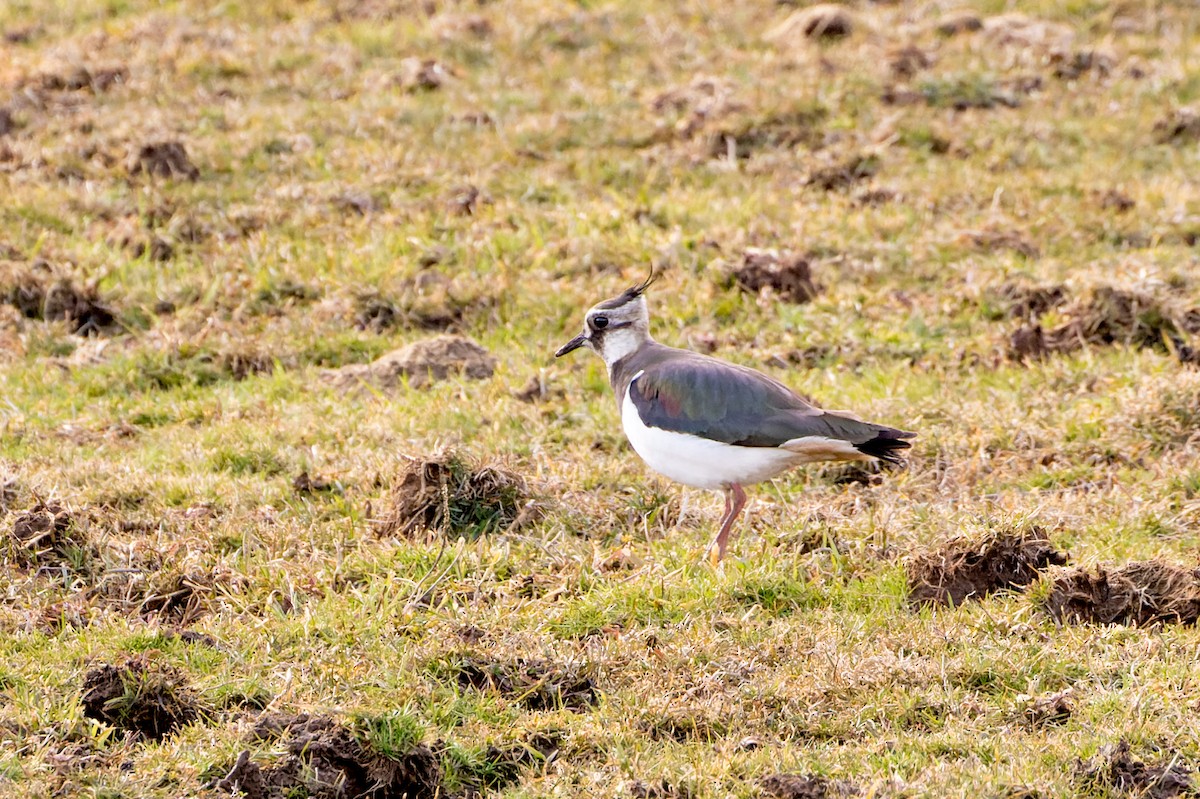 Northern Lapwing - Kyle Shay