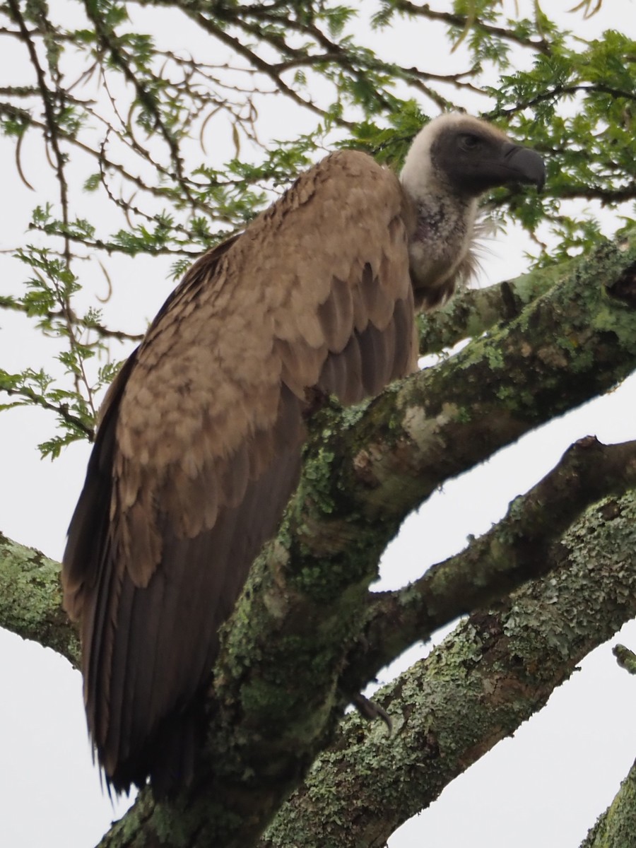 White-backed Vulture/Rüppell's Griffon - ML427598061