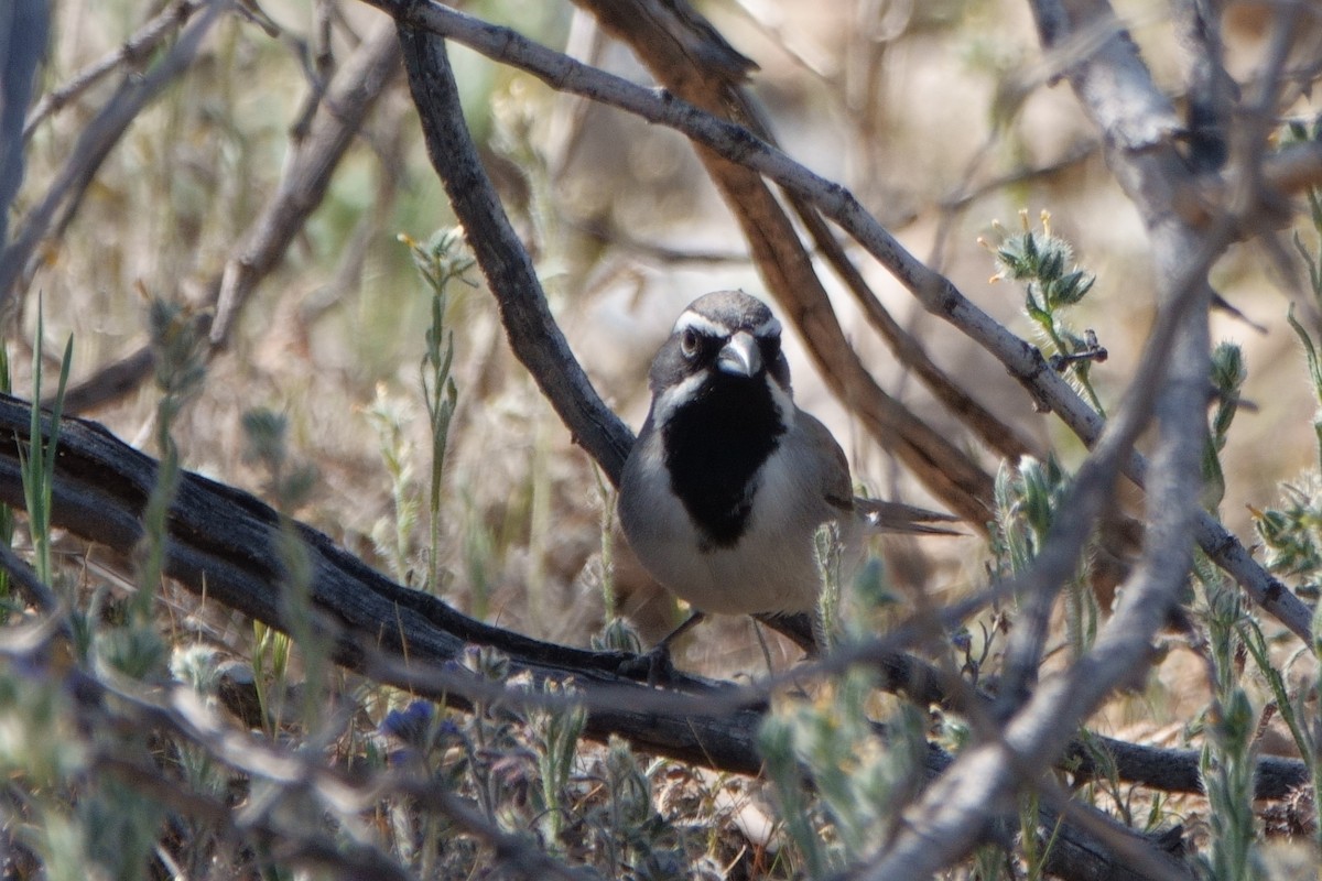 Black-throated Sparrow - ML427598501