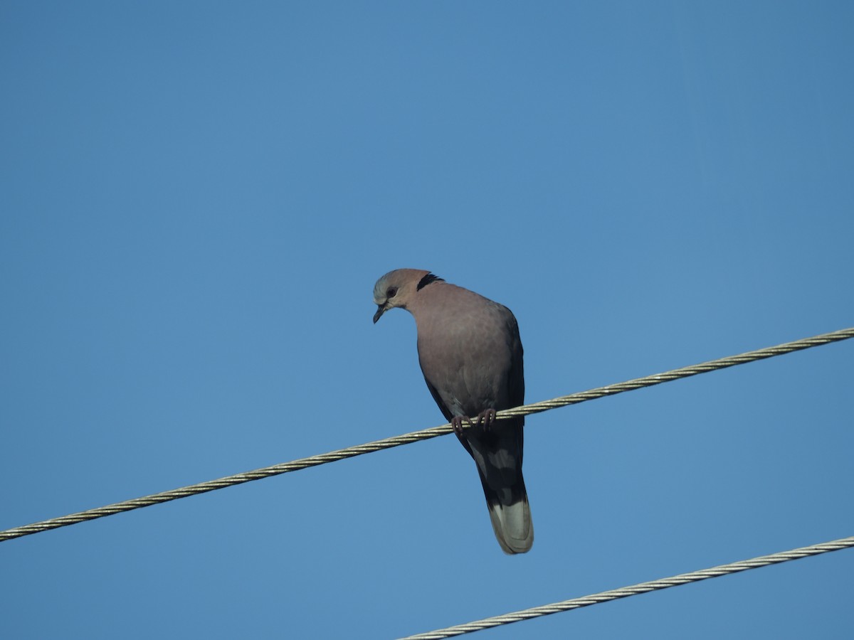 Red-eyed Dove - ML427598871