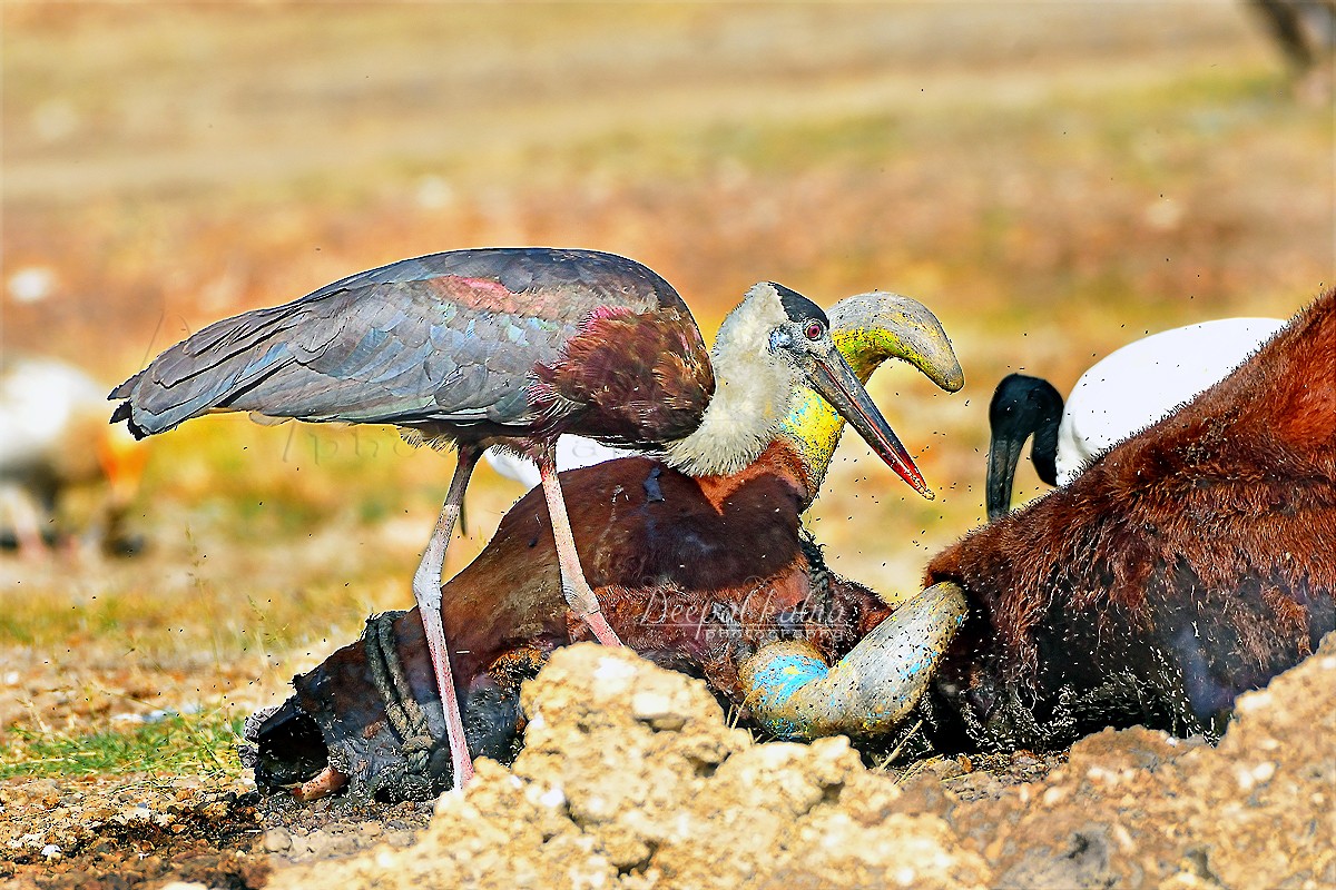 Asian Woolly-necked Stork - ML427599831