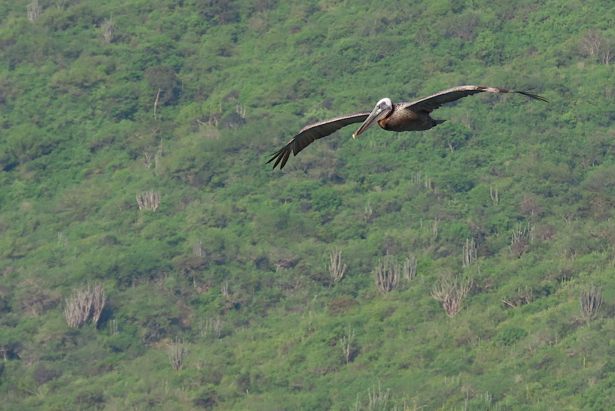 Brown Pelican - sylvain Uriot