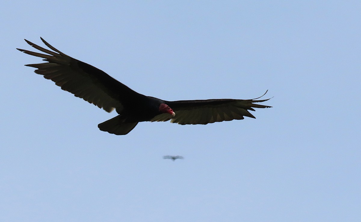 Turkey Vulture - sylvain Uriot