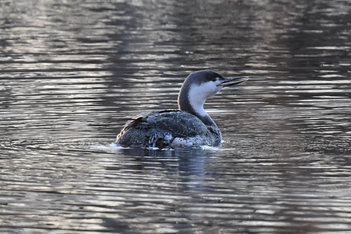 Red-throated Loon - ML427604601