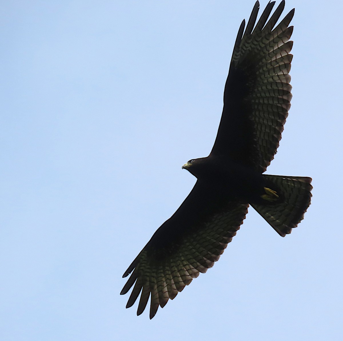 Zone-tailed Hawk - sylvain Uriot