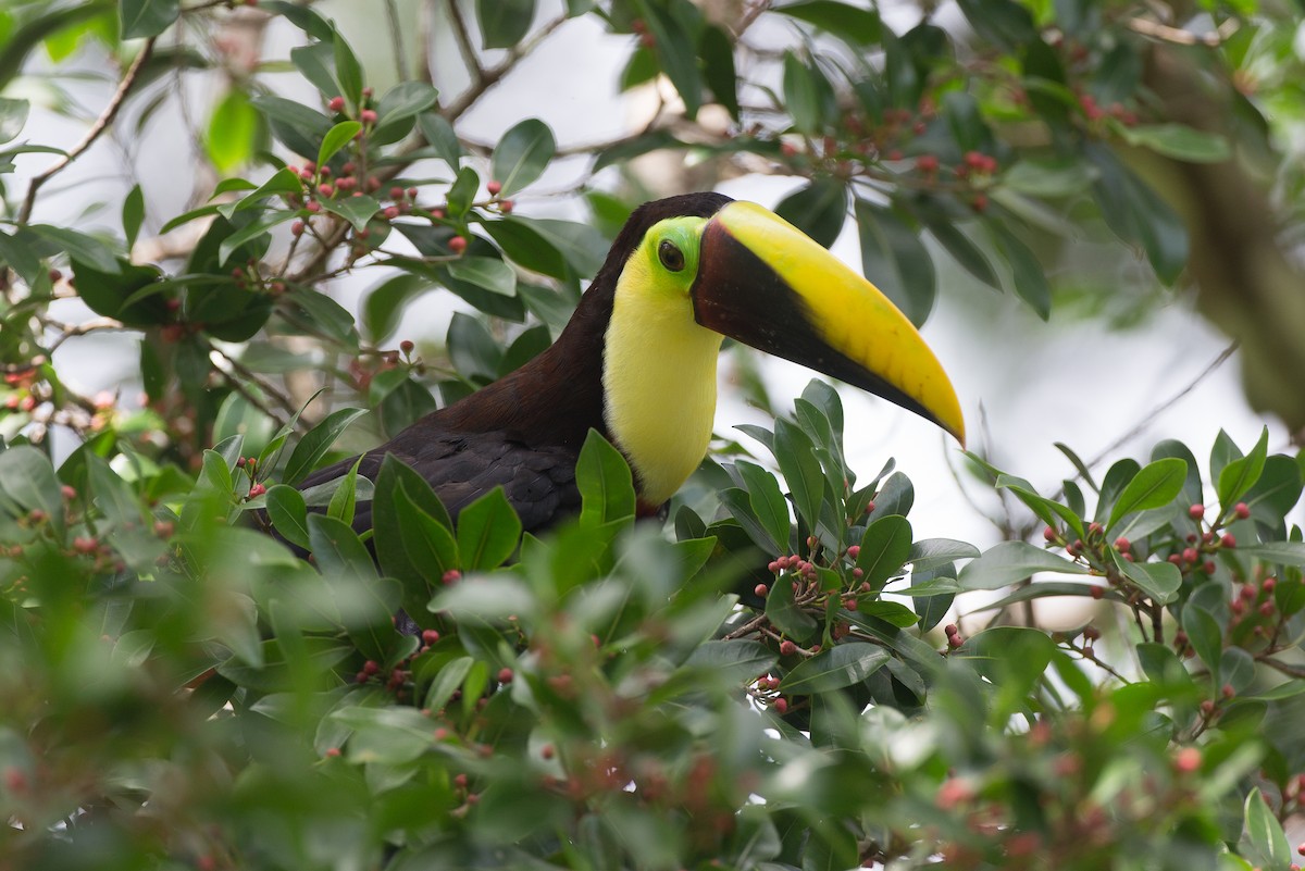 Toucan tocard (swainsonii) - ML42760741