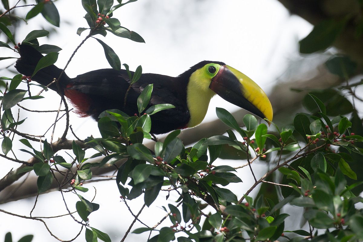 Toucan tocard (swainsonii) - ML42760781