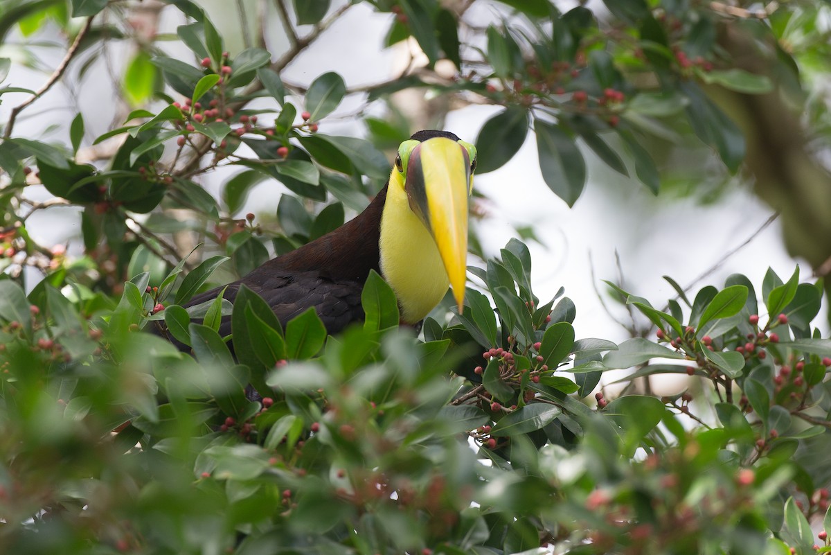 Yellow-throated Toucan (Chestnut-mandibled) - ML42760861
