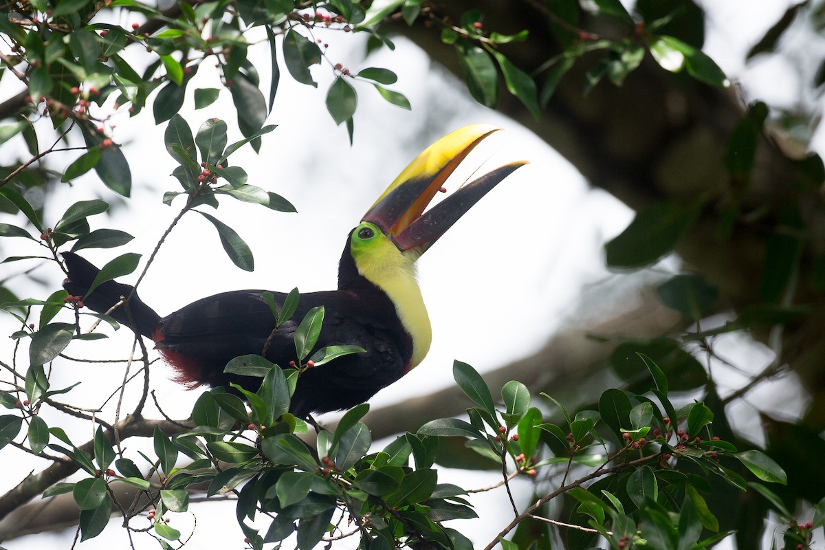 Yellow-throated Toucan (Chestnut-mandibled) - ML42760951