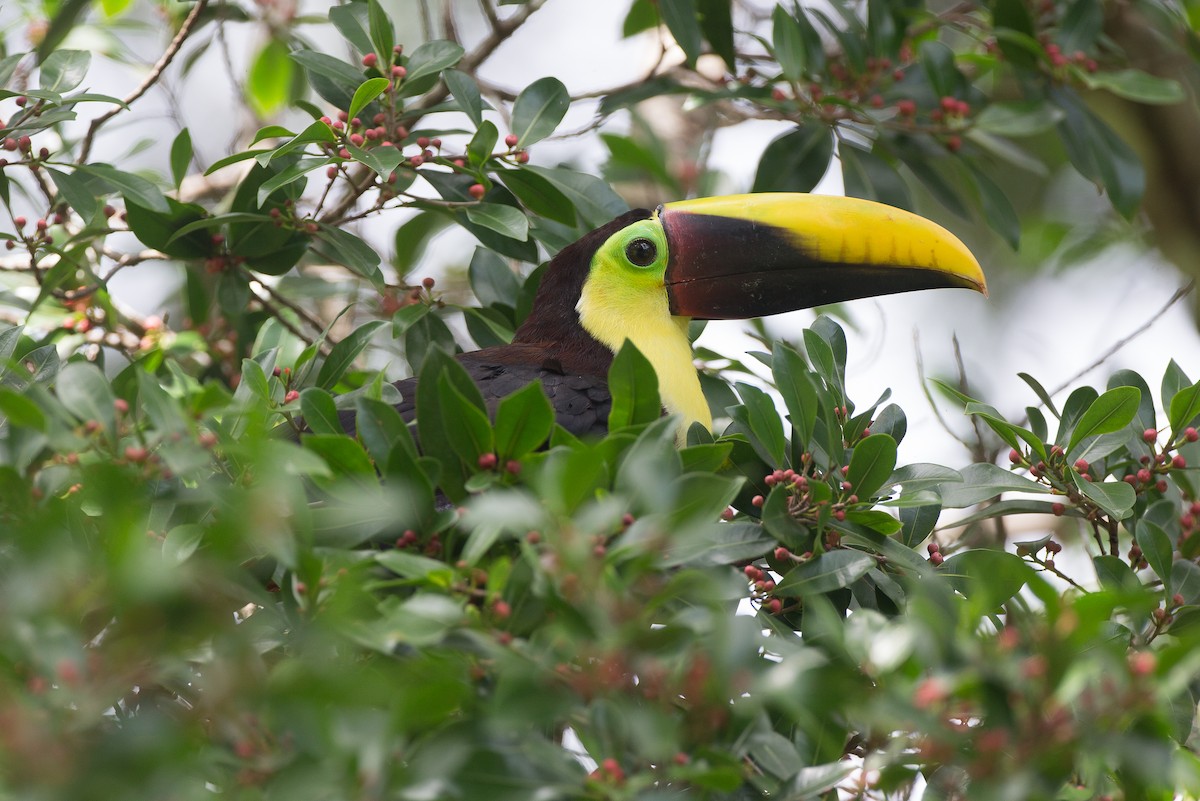 Yellow-throated Toucan (Chestnut-mandibled) - ML42760971