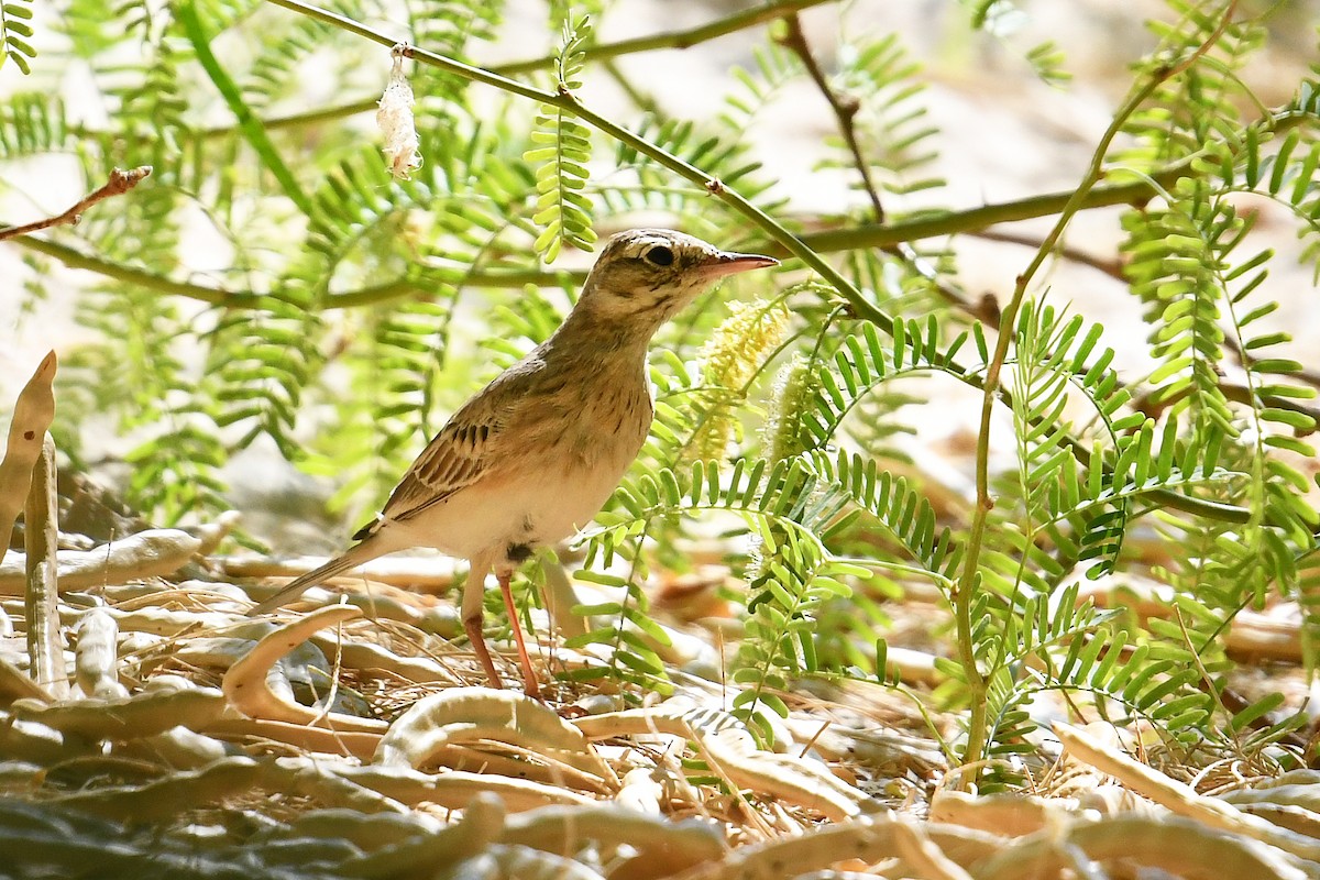 Tawny Pipit - Andreas Deissner