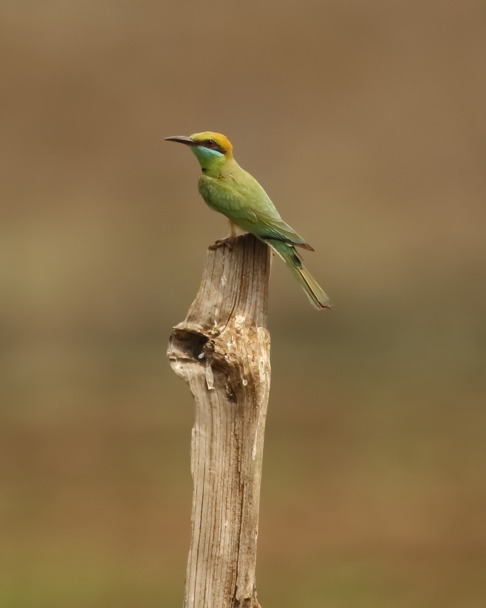 Asian Green Bee-eater - ML427620661