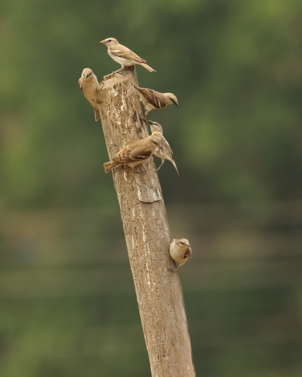 Yellow-throated Sparrow - Savio Fonseca (www.avocet-peregrine.com)