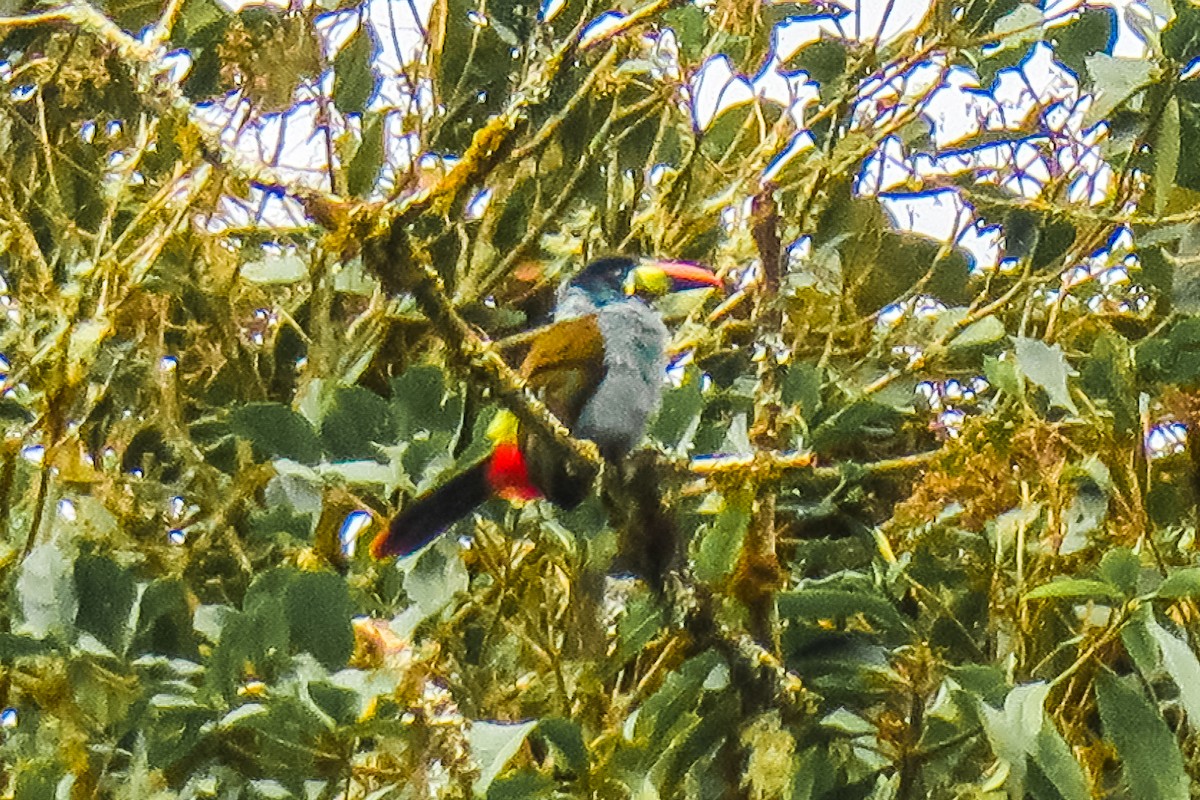 Gray-breasted Mountain-Toucan - ML427621431