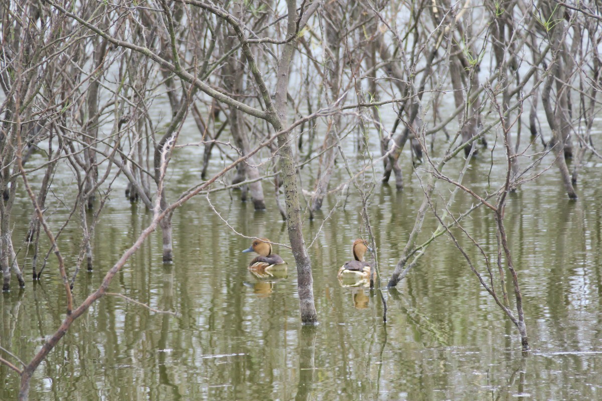 Fulvous Whistling-Duck - ML427621741