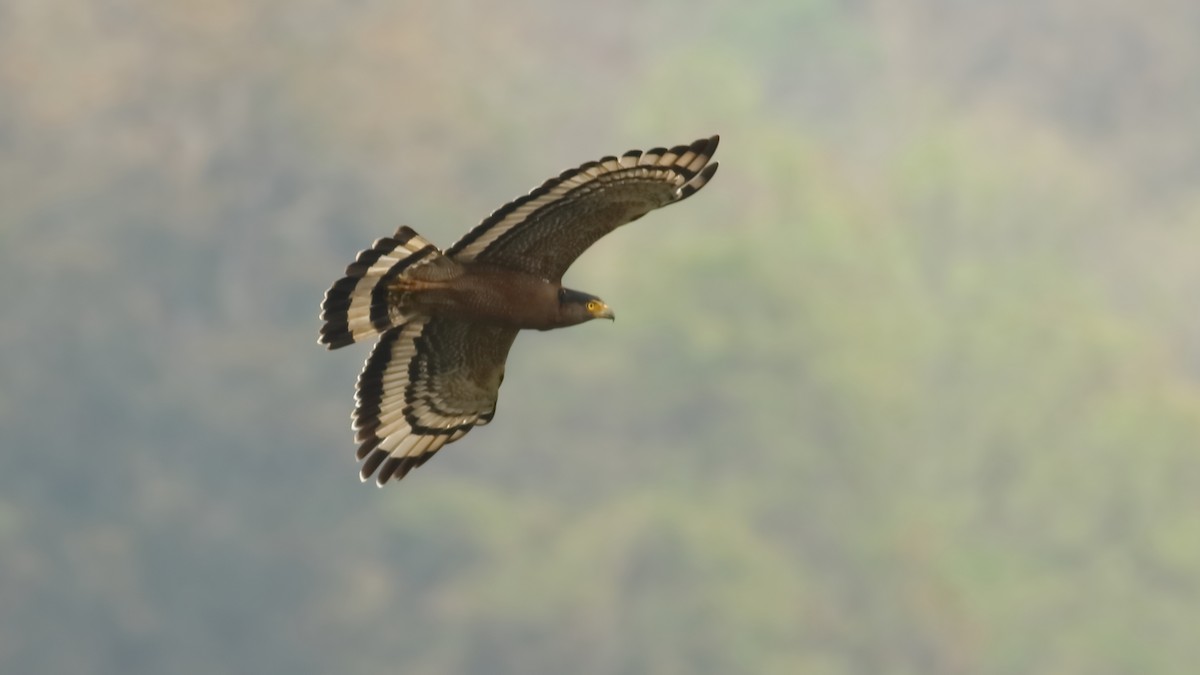 Crested Serpent-Eagle - ML427621841