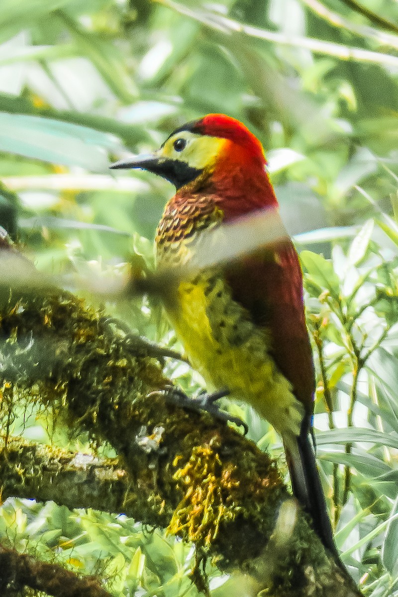 Crimson-mantled Woodpecker - ML427622291