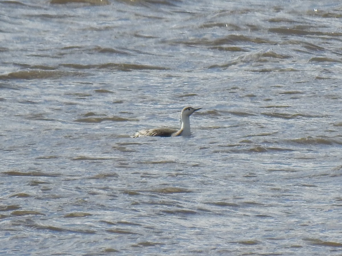 Red-throated Loon - ML427628361
