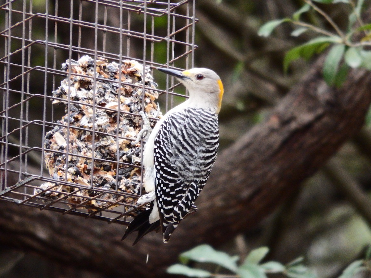 Golden-fronted Woodpecker - Bill Ypsilantis