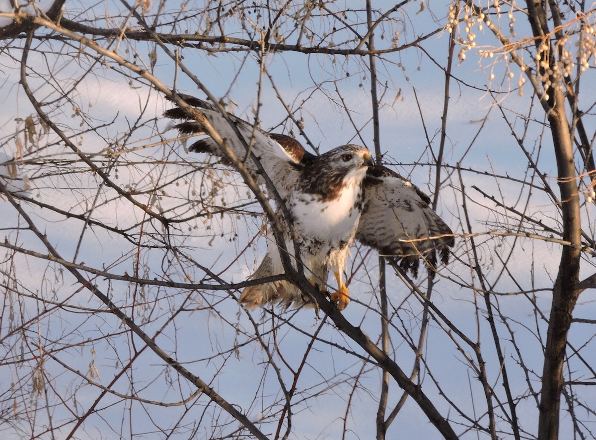 Red-tailed Hawk (Harlan's) - ML42763101