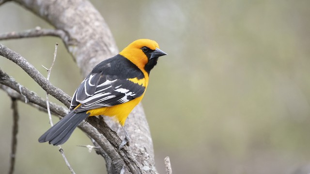 Altamira Oriole  Audubon Field Guide