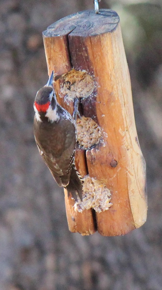 Arizona Woodpecker - ML427640521