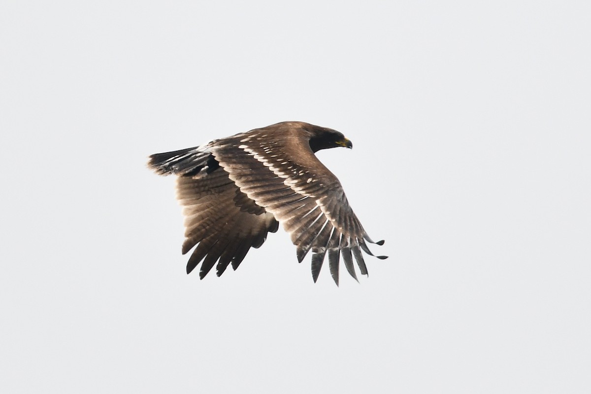 Greater Spotted Eagle - Andreas Deissner
