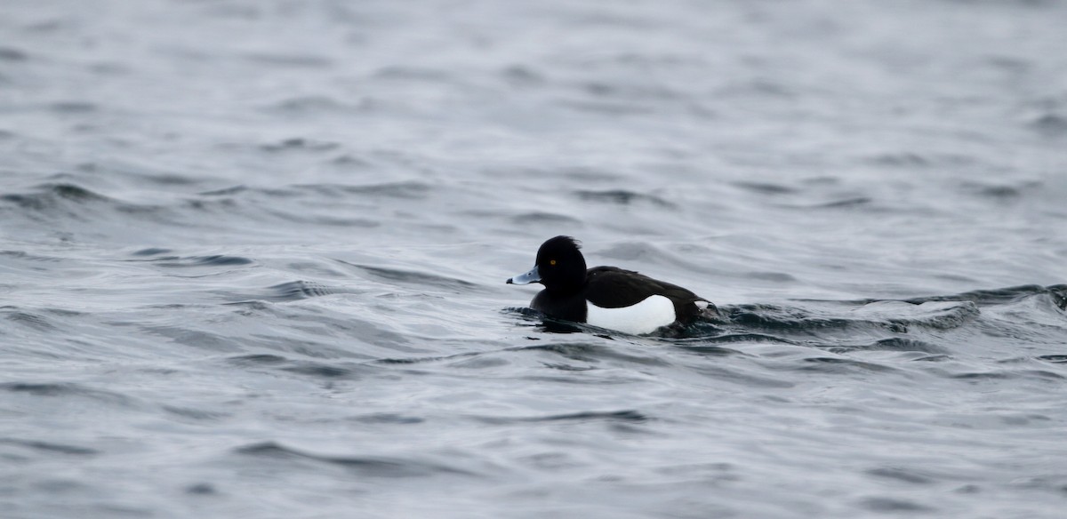 Tufted Duck - ML42764291