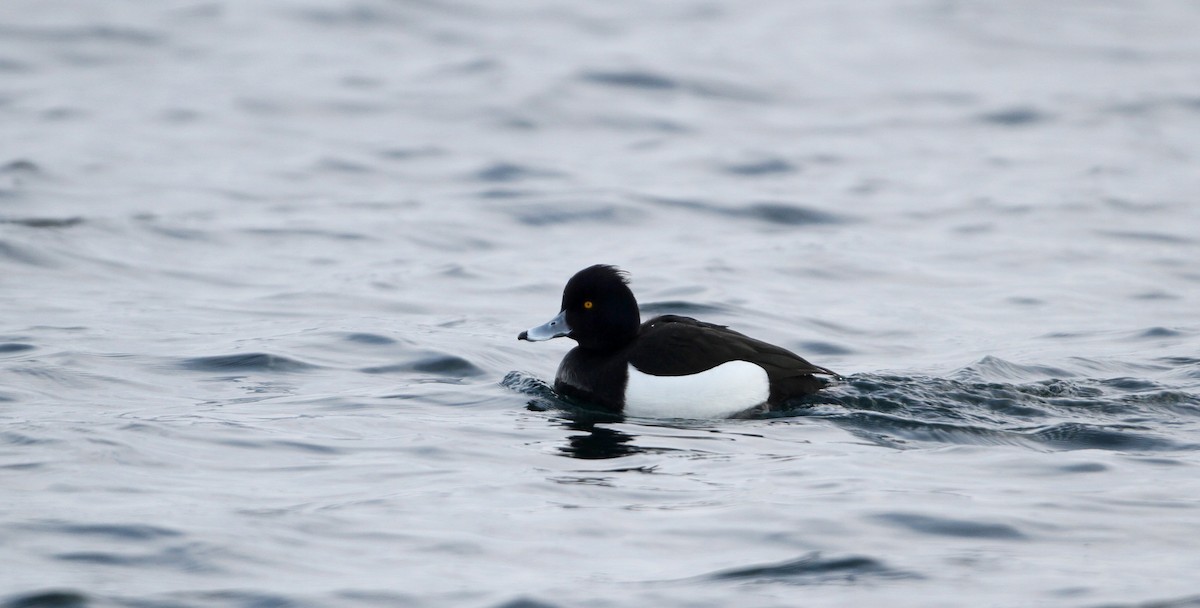 Tufted Duck - ML42764321