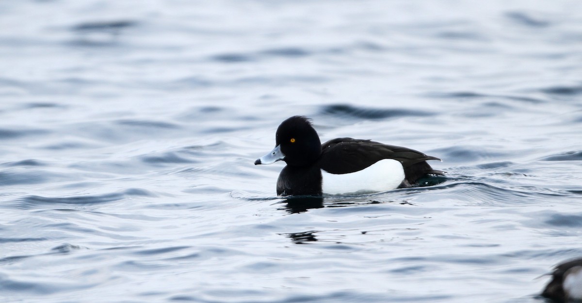 Tufted Duck - ML42764381