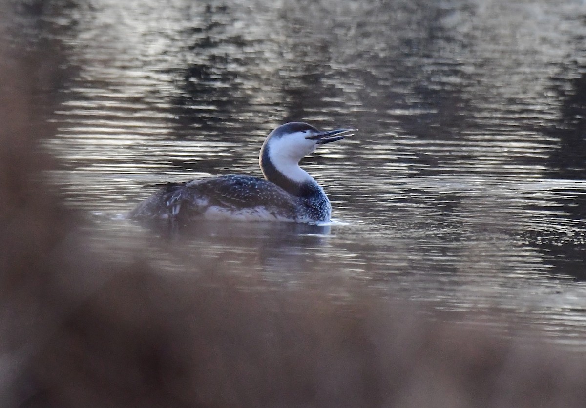 Red-throated Loon - ML427643911