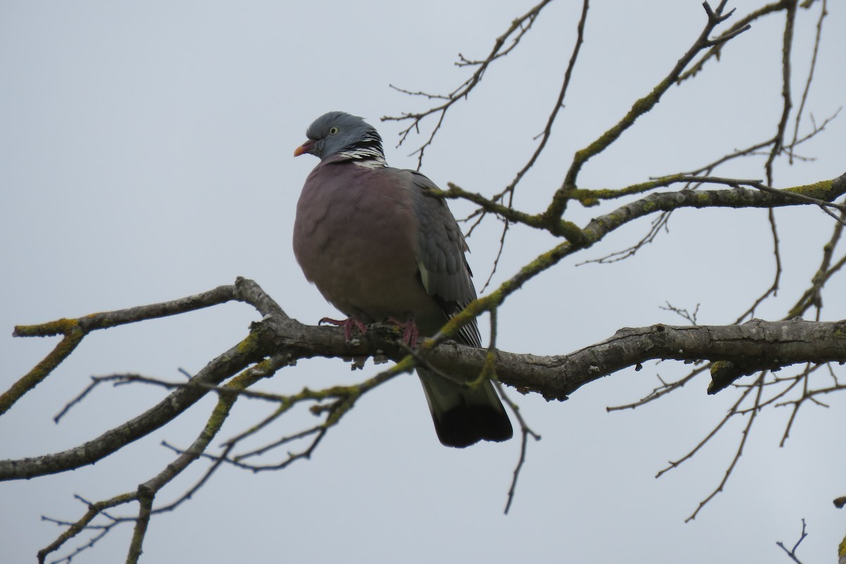 Common Wood-Pigeon - ML427644241