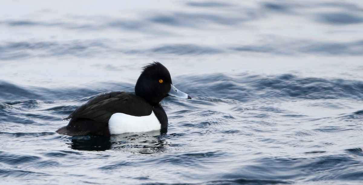 Tufted Duck - ML42764461
