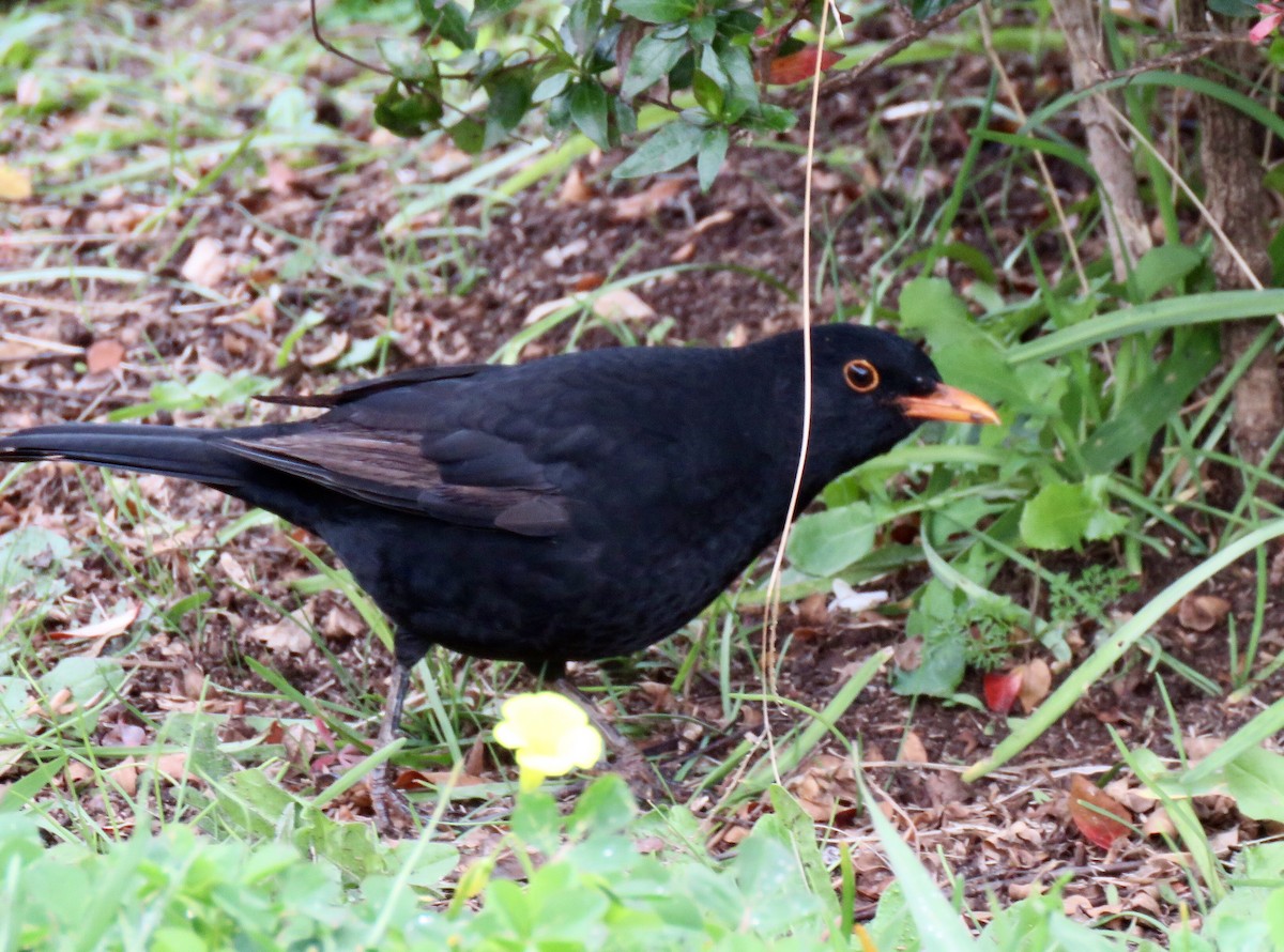 Eurasian Blackbird - ML427645381