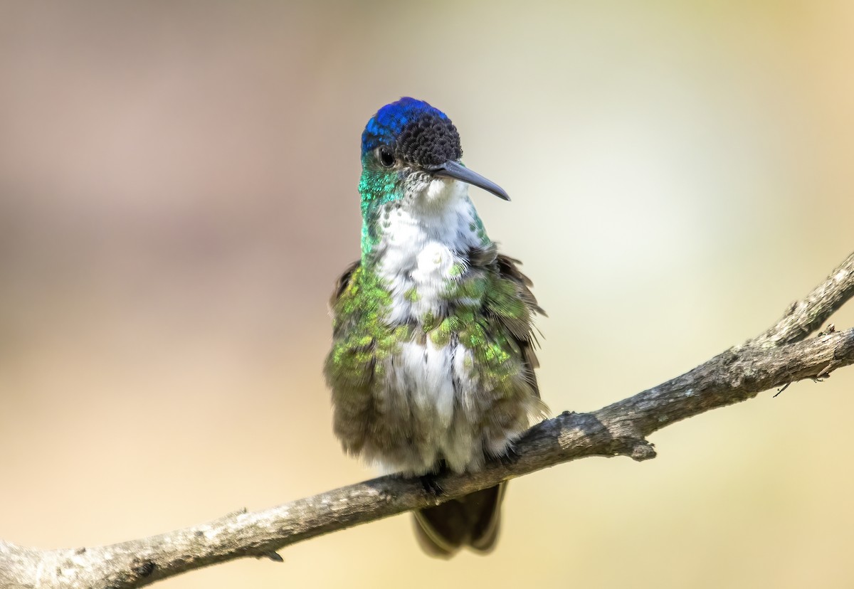 Azure-crowned Hummingbird - ML427645391