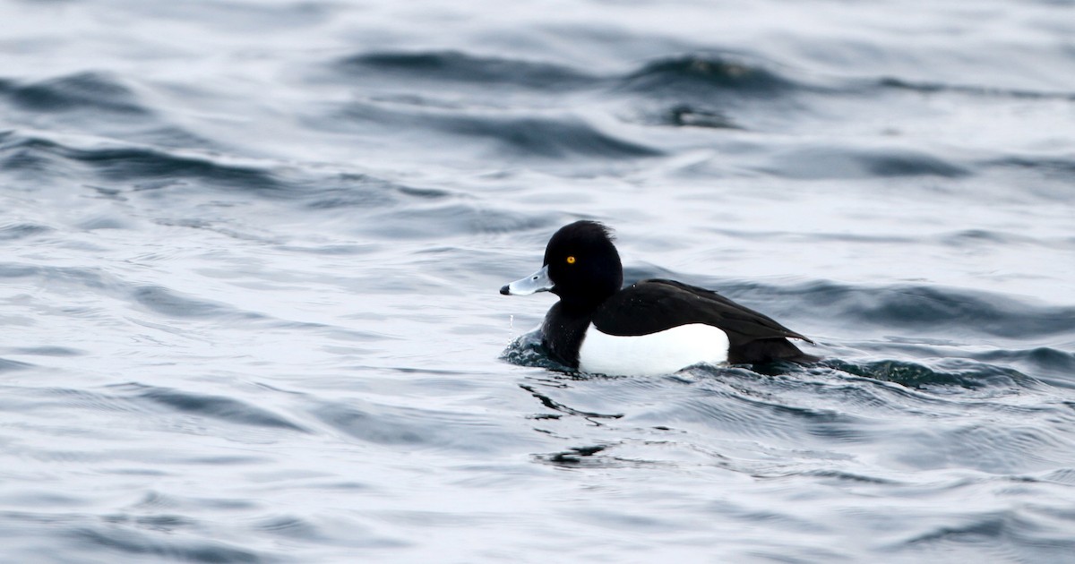 Tufted Duck - ML42764801