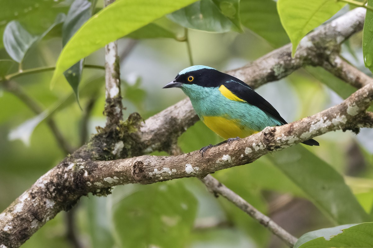 Black-faced Dacnis (Yellow-tufted) - ML427649521