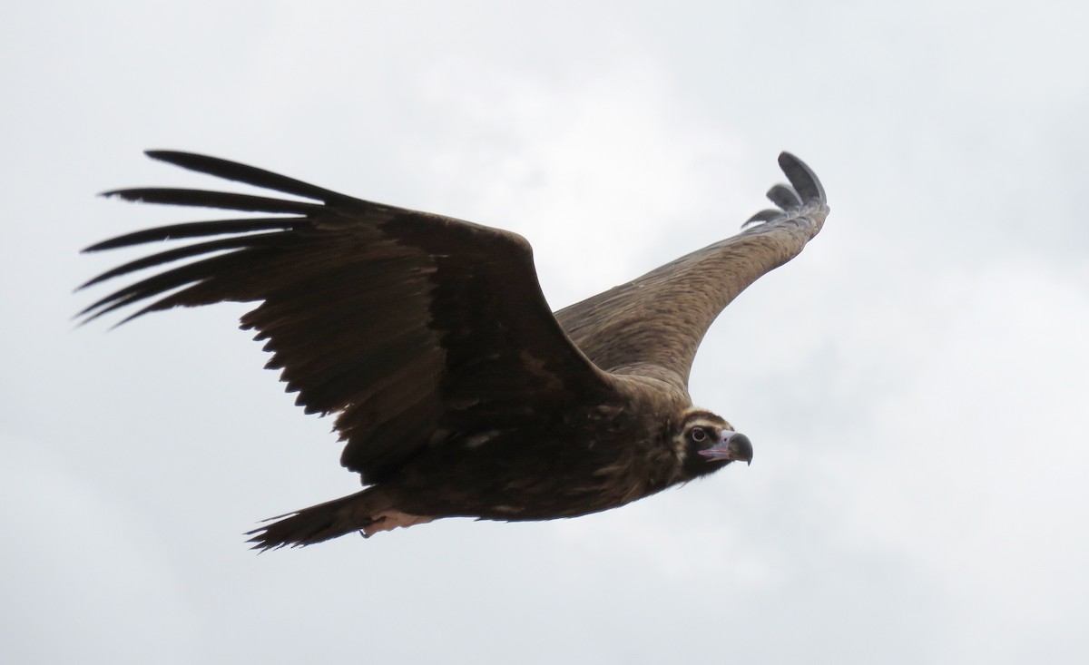 Cinereous Vulture - ML427650181