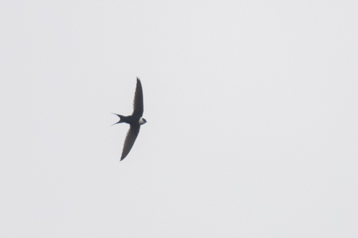 Great Swallow-tailed Swift - John Cahill xikanel.com