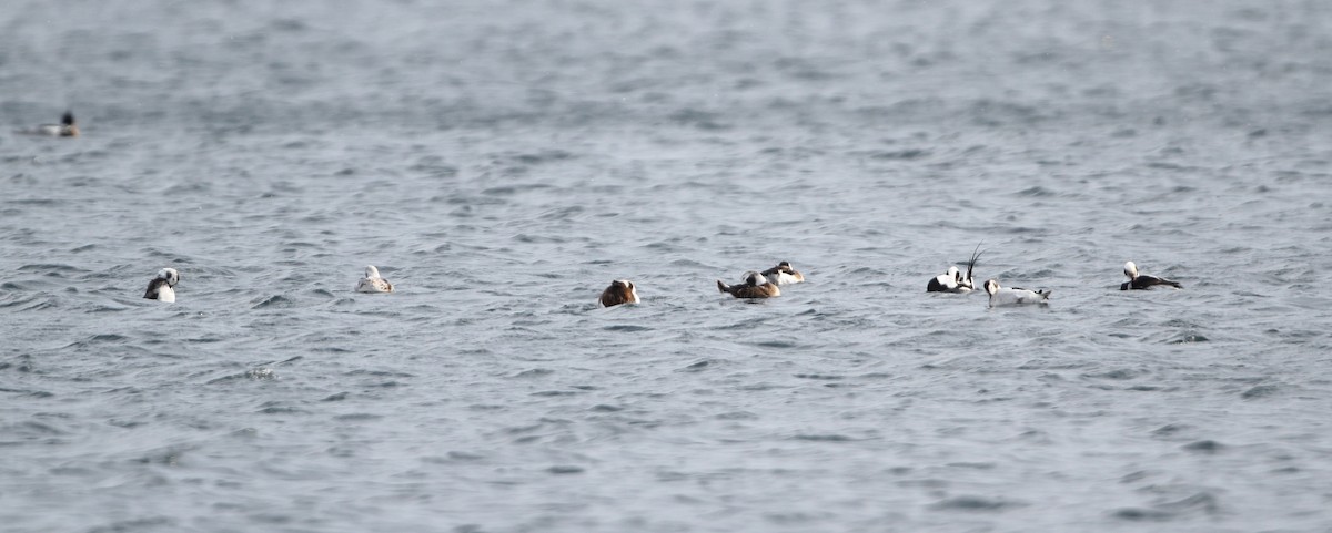 Long-tailed Duck - ML42765291