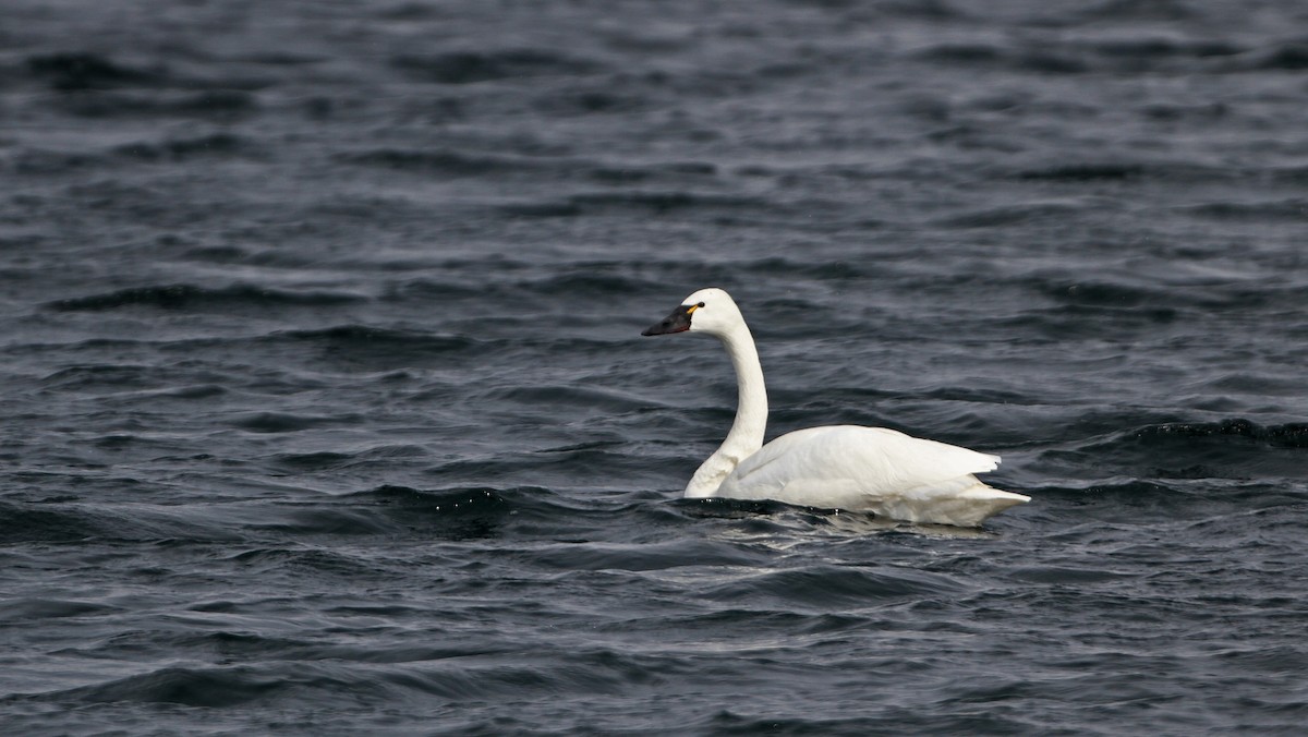 Tundra Swan (Whistling) - ML42765301
