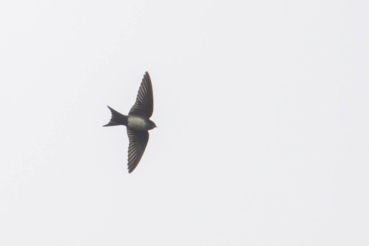 Black-capped Swallow - ML427653201