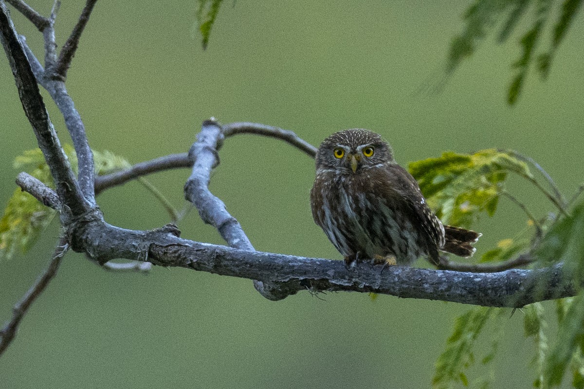 Ferruginous Pygmy-Owl (Ferruginous) - ML427654541