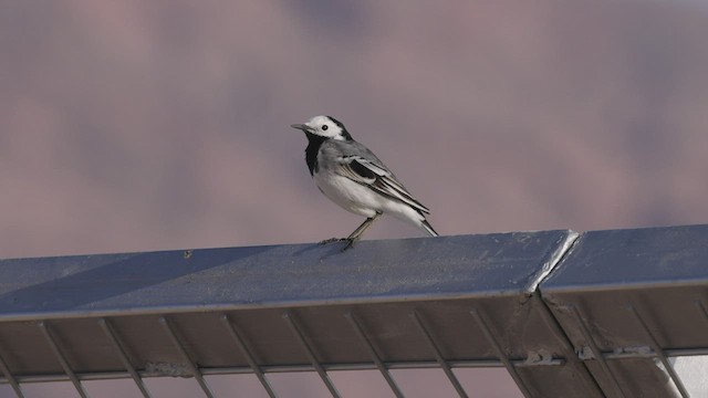 White Wagtail (White-faced) - ML427654711