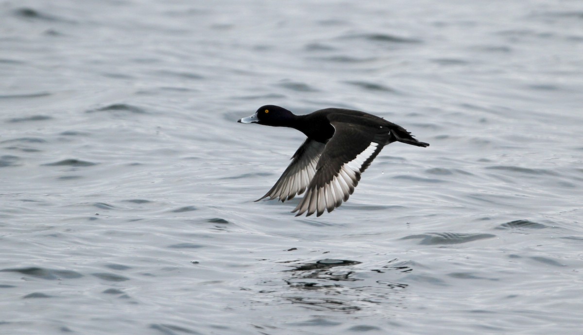 Tufted Duck - ML42765761