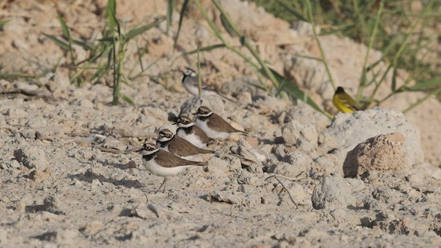Little Ringed Plover (curonicus) - ML427658011