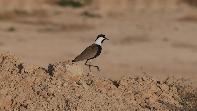 Spur-winged Lapwing - ML427661921