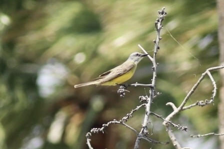 Couch's Kingbird - Jeff Tell