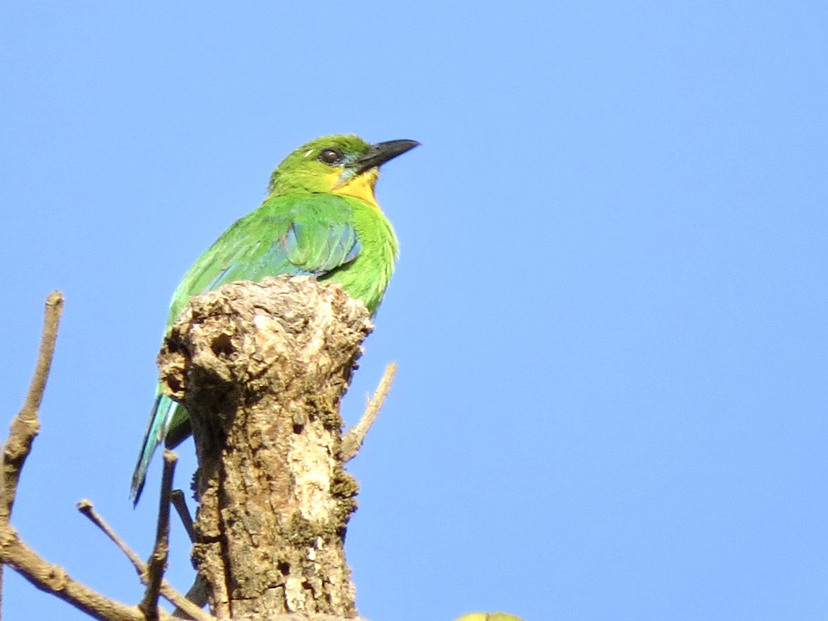 Yellow-throated Leafbird - GARY DOUGLAS