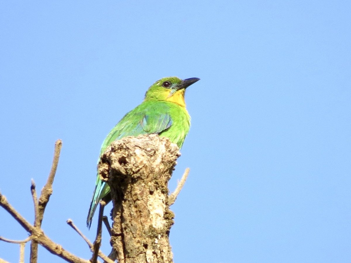 Yellow-throated Leafbird - ML427662231
